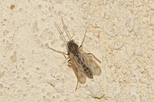 Polypedilum nubeculosum